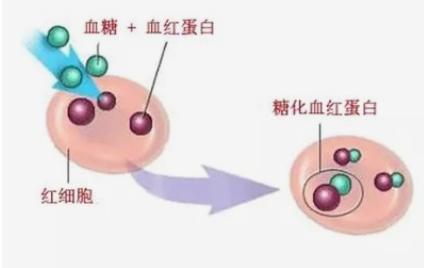 总蛋白偏高的原因，总蛋白偏高的原因及危害