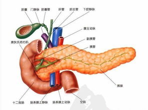 人体胰腺在哪个位置，胰岛在人的身体哪个部位