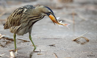 鳽，鳽鸟