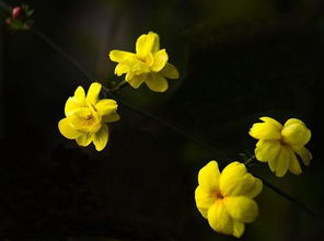 迎春花的样子，迎春花的样子,颜色,气味,特点