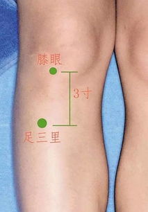 足三里的准确位置图片，足三里的准确位置图片左腿还是右腿