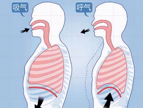 腹部呼吸，腹部呼吸怎样做