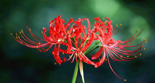 彼岸花的花语是什么?彼岸花象征着什么?