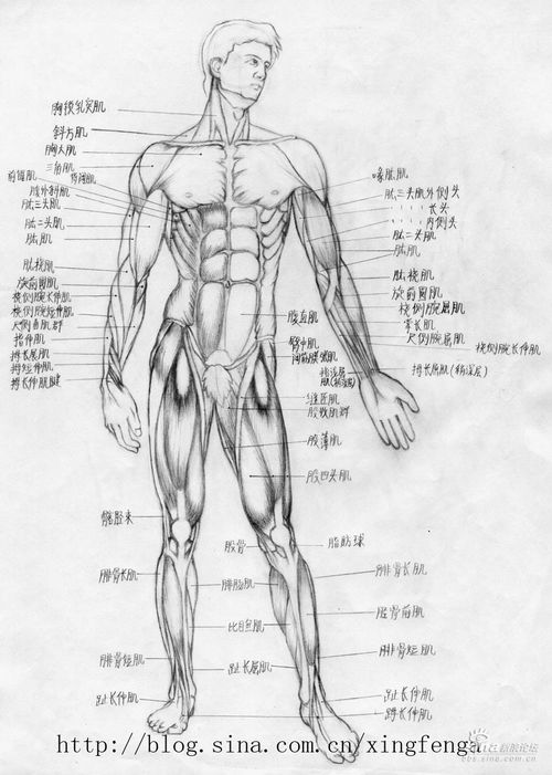 手臂肌肉，手臂肌肉疼痛是什么原因