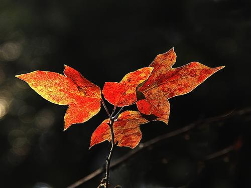 卅是什么意思