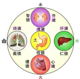 五脏的五脏与五行