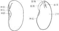 胚芽,胚轴,胚根和子叶分别发育成什么