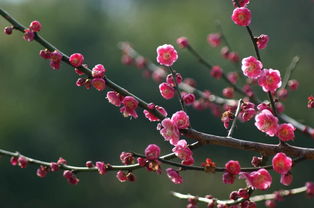 “什么的梅花”填空词语有哪些?