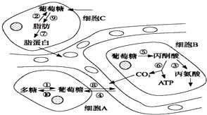 细胞代谢的主要场所是细胞质基质还是细胞质