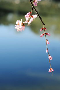 三月的桃花水是指什么 三月的桃花水指的是什么