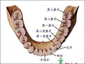 人的一生一共要长多少颗牙