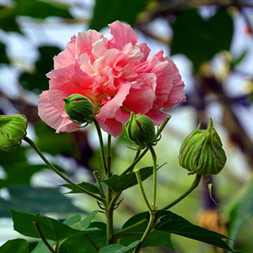 芙蓉花的寓意和花语