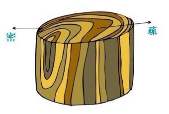 树的年轮较密的地方向着什么面?