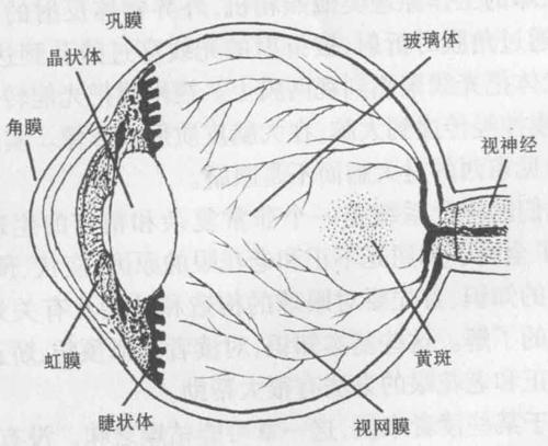 眼睛部位名称有哪些?