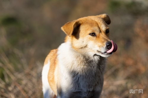 禁养犬已经养了怎么办