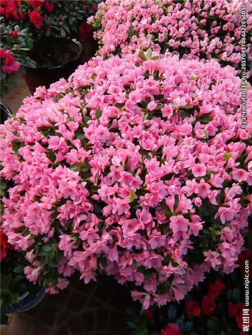 四季杜鹃花一年开几次,一年四季开花/春季开花最鲜艳