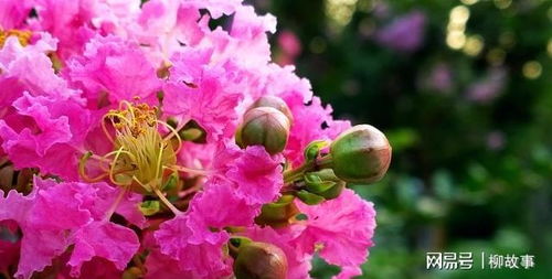 紫薇花什么季节开花 紫薇花哪个季节开花