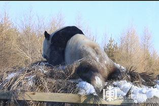 在我的世界中如何防止顽皮的熊猫翻滚出围栏?