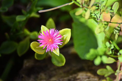 代表友谊的花