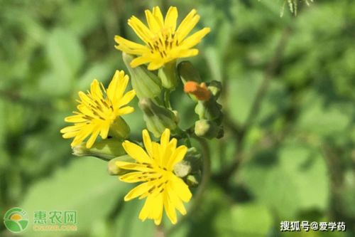 农村名叫“还阳草”的植物有什么功效和作用?