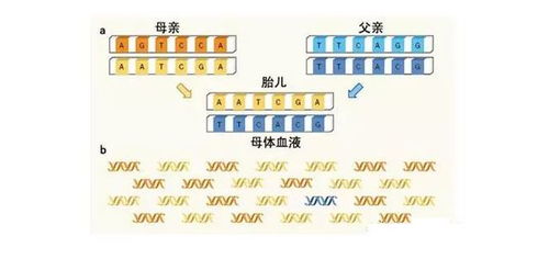 亲子鉴定的方法