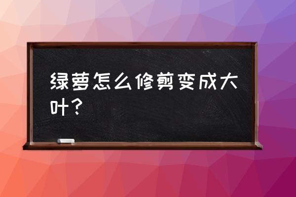 绿萝太长了想剪下来怎么剪 绿萝怎么修剪变成大叶？