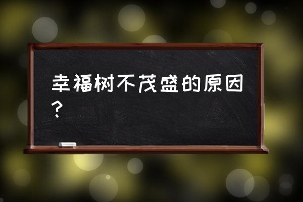 幸福树大的好养还是小的好养 幸福树不茂盛的原因？