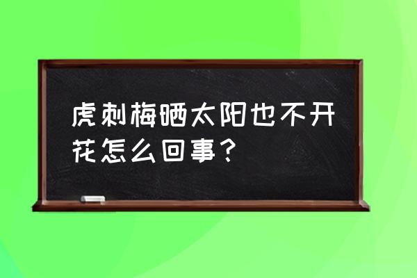 虎刺梅要怎么养才开花 虎刺梅晒太阳也不开花怎么回事？