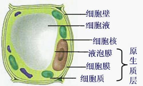 生命的特征包括