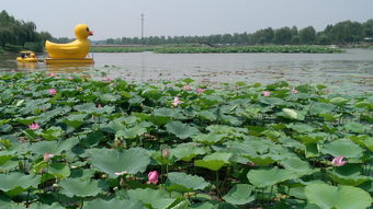 荷花淀是什么体裁