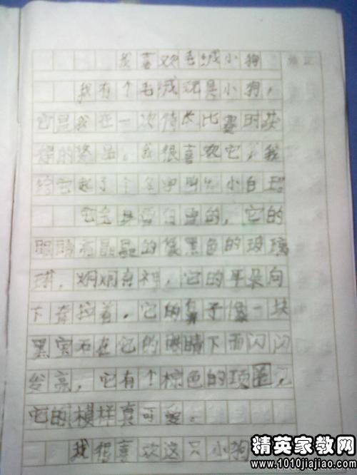 动物作文300字三年级，动物作文300字三年级小白兔