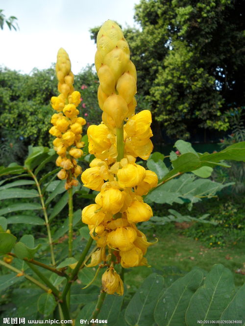 蜡烛花植物，蜡烛花有什么作用