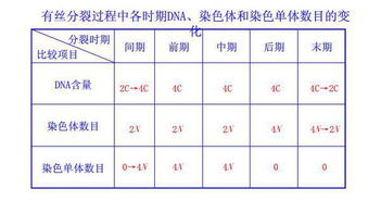 有丝和减数的过程图解，有丝和减数的过程图解手绘