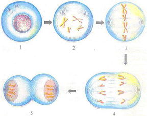 有丝分裂的过程