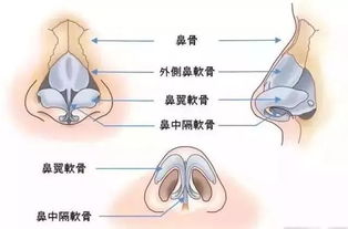 鼻子构造图解 内部，鼻子构造图片及名称