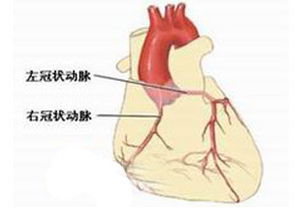 心音正常怎么描述，心音听诊与呼吸,体位的关系中,错误的是