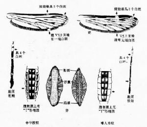 触的组词和拼音?