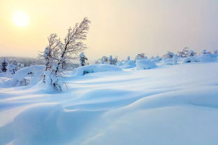 古诗雪梅，古诗雪诗