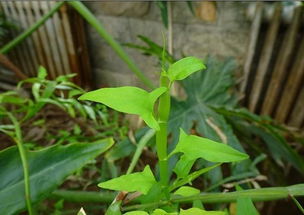 这是什么植物?