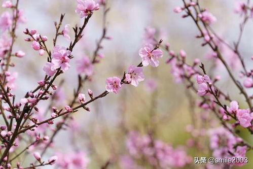 桃花潭水深千尺下句是