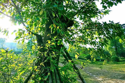 槲叶落山路枳花明驿墙，槲叶落山路枳花明驿墙是什么季节