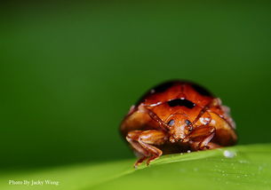 ladybird ladybug区别，ladybird是什么意思