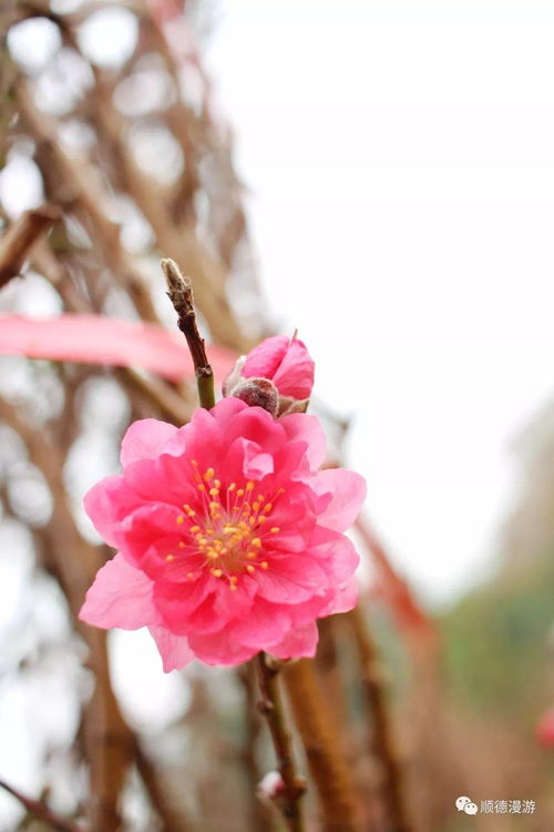 名花有主是什么意思