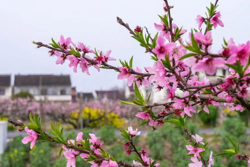 芳菲是什么意思?