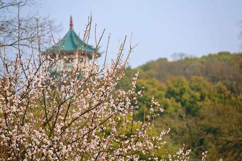 无锡梅园梅园节是什么时候?无锡梅园的门票位置?花期