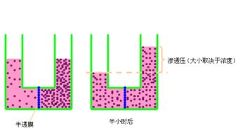 形成血浆晶体渗透压的主要物质是什么?