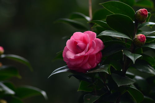 茶花赋原文，茶花赋阅读理解答案