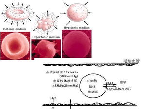 晶体渗透压正常值，晶体渗透压名词解释