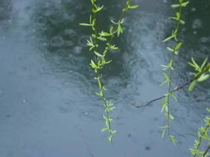 为什么说“春雨贵如油”?