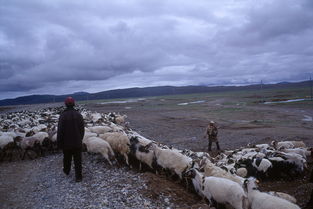 Tibetan是什么意思及反义词